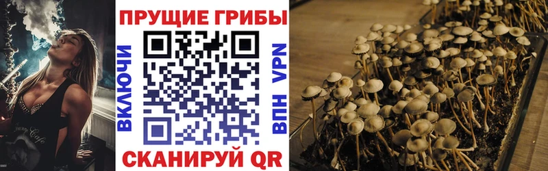 Псилоцибиновые грибы Psilocybe  Первомайск 
